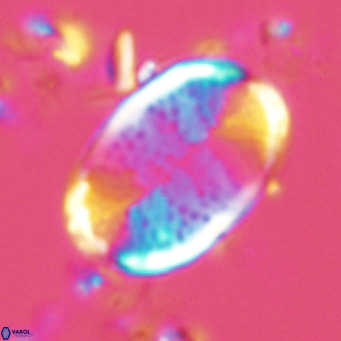 Pontosphaera paynei VR 5897