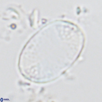 Pontosphaera paynei VR 5898