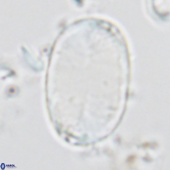 Pontosphaera paynei VR 5899