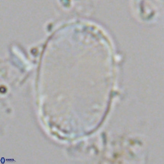 Pontosphaera paynei VR 5900