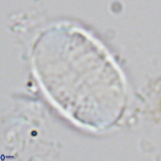 Pontosphaera paynei VR 5901