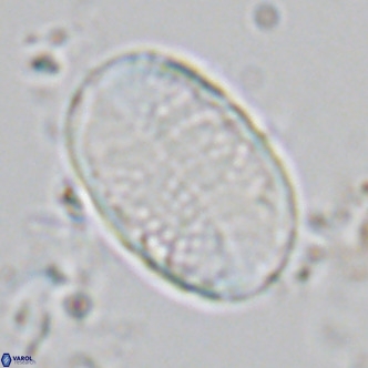 Pontosphaera paynei VR 5902