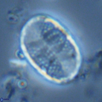 Pontosphaera paynei VR 5903