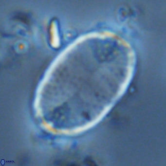 Pontosphaera paynei VR 5905