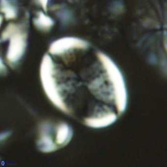 Pontosphaera paynei VR 5181
