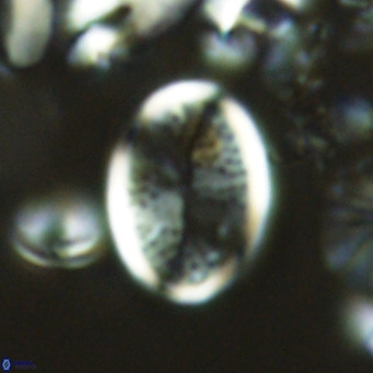 Pontosphaera paynei VR 5184