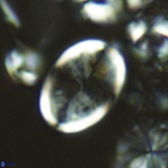 Pontosphaera paynei VR 5185