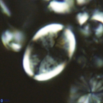 Pontosphaera paynei VR 5187