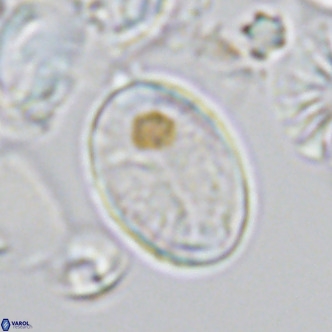 Pontosphaera paynei VR 5189