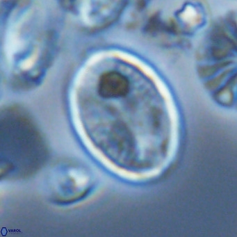 Pontosphaera paynei VR 5191