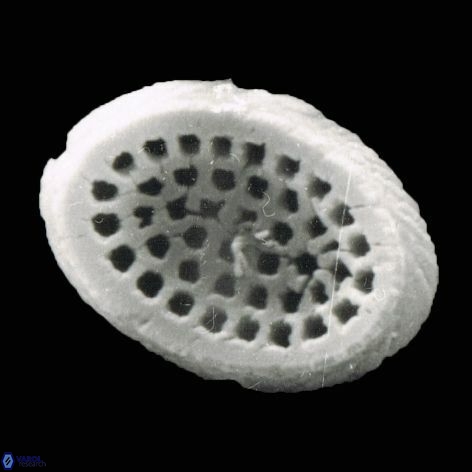 Pontosphaera rorsa 1220 15