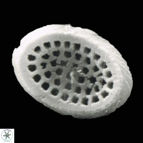 Pontosphaera rorsa 1220 15