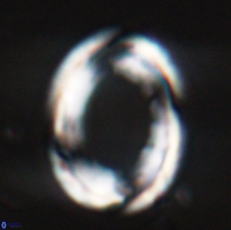 Pontosphaera rimosa 25454