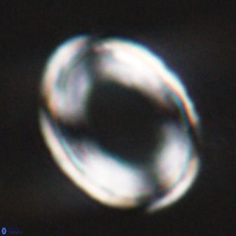 Pontosphaera rimosa 25455