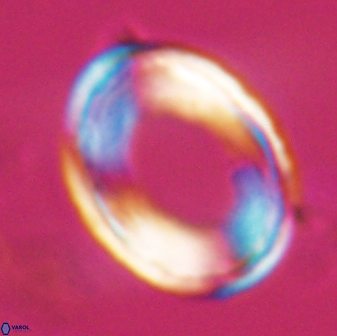 Pontosphaera rimosa 25456
