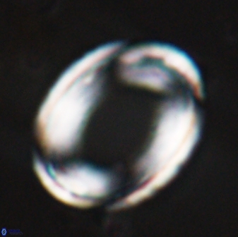 Pontosphaera rimosa 25458