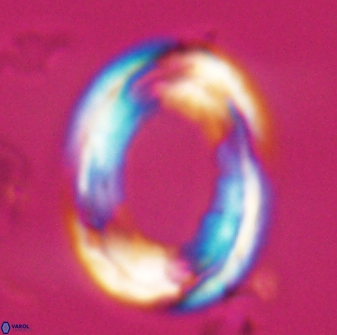 Pontosphaera rimosa 25453