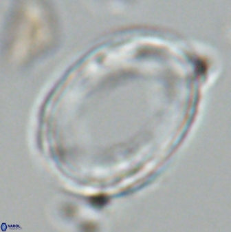Pontosphaera rimosa 25460