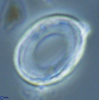 Pontosphaera rimosa 25461