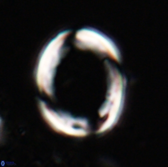 Pontosphaera rimosa 20126