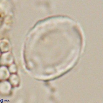 Pontosphaera rimosa 20129