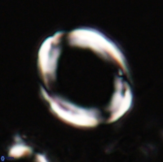 Pontosphaera rimosa 20123