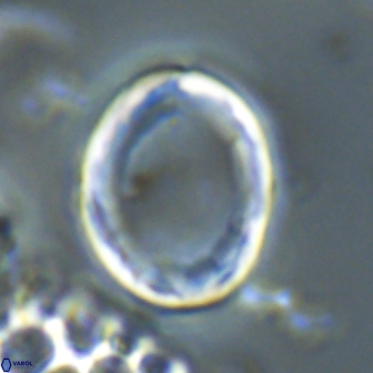 Pontosphaera rimosa 20131