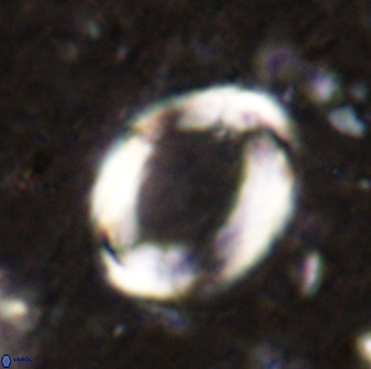 Pontosphaera rimosa 49764
