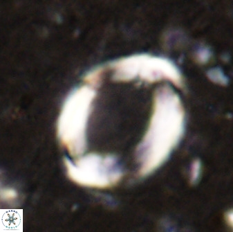 Pontosphaera rimosa 49764