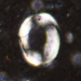 Pontosphaera rimosa 49761