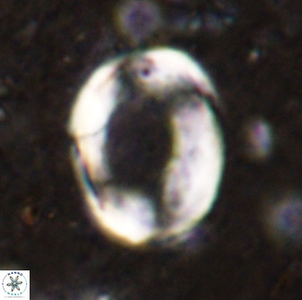 Pontosphaera rimosa 49761