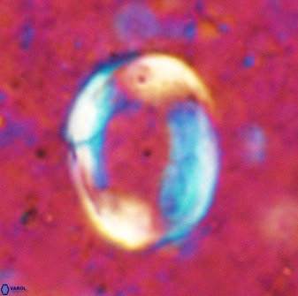 Pontosphaera rimosa 49762