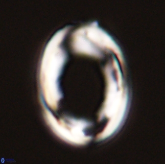 Pontosphaera rimosa 56946