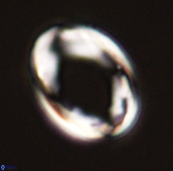 Pontosphaera rimosa 56949