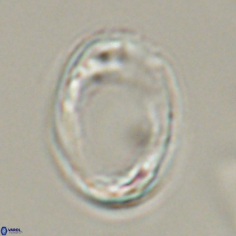 Pontosphaera rimosa 56954
