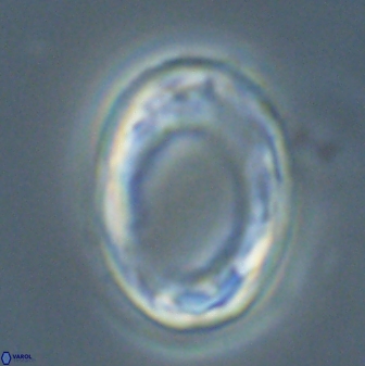 Pontosphaera rimosa 56955