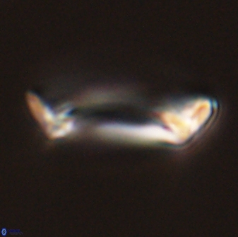 Pontosphaera rimosa 56957