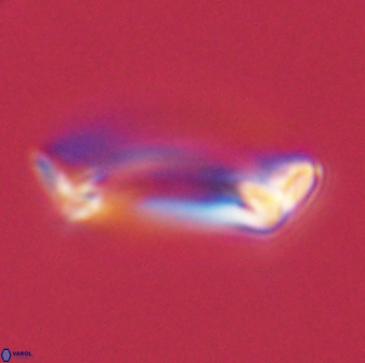 Pontosphaera rimosa 56958