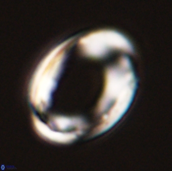 Pontosphaera rimosa 56953