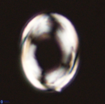 Pontosphaera rimosa 56964