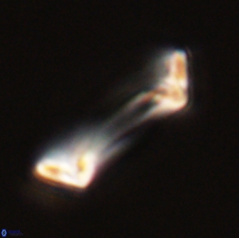 Pontosphaera rimosa 56960