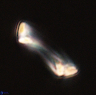 Pontosphaera rimosa 56961