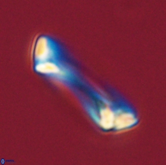 Pontosphaera rimosa 56962
