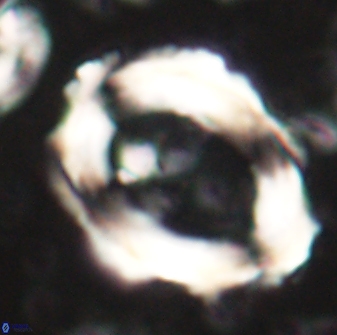Pontosphaera rimosa 60274