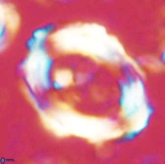 Pontosphaera rimosa 60275
