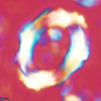 Pontosphaera rimosa 60276