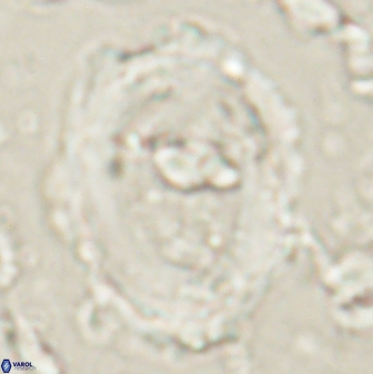 Pontosphaera rimosa 60279