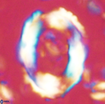 Pontosphaera rimosa 60272