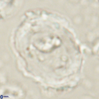 Pontosphaera rimosa 60280