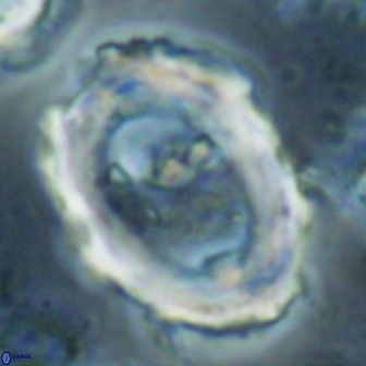 Pontosphaera rimosa 60281